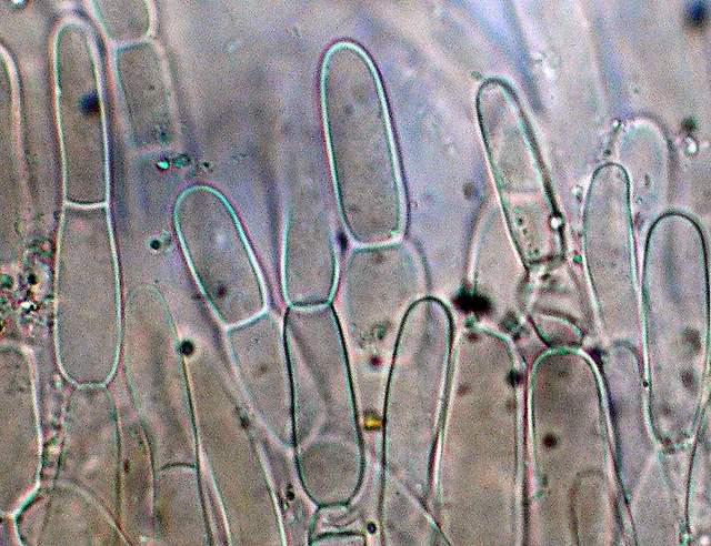 Camarophyllopsis atrovelutina  (Romagn.)  Argaud